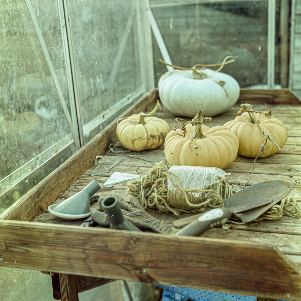 allotments, landscape, photography, space, mental health