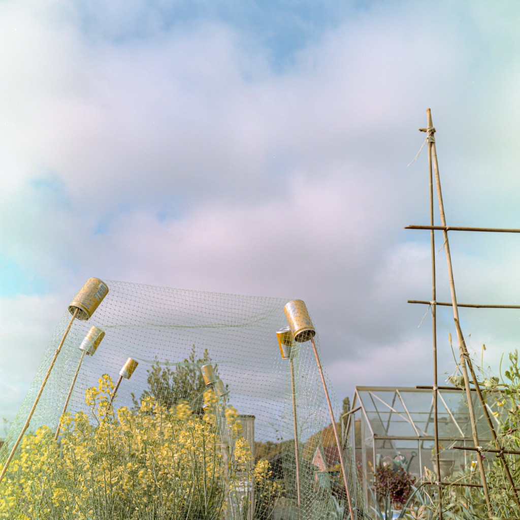 allotments, landscape, photography, space, mental health