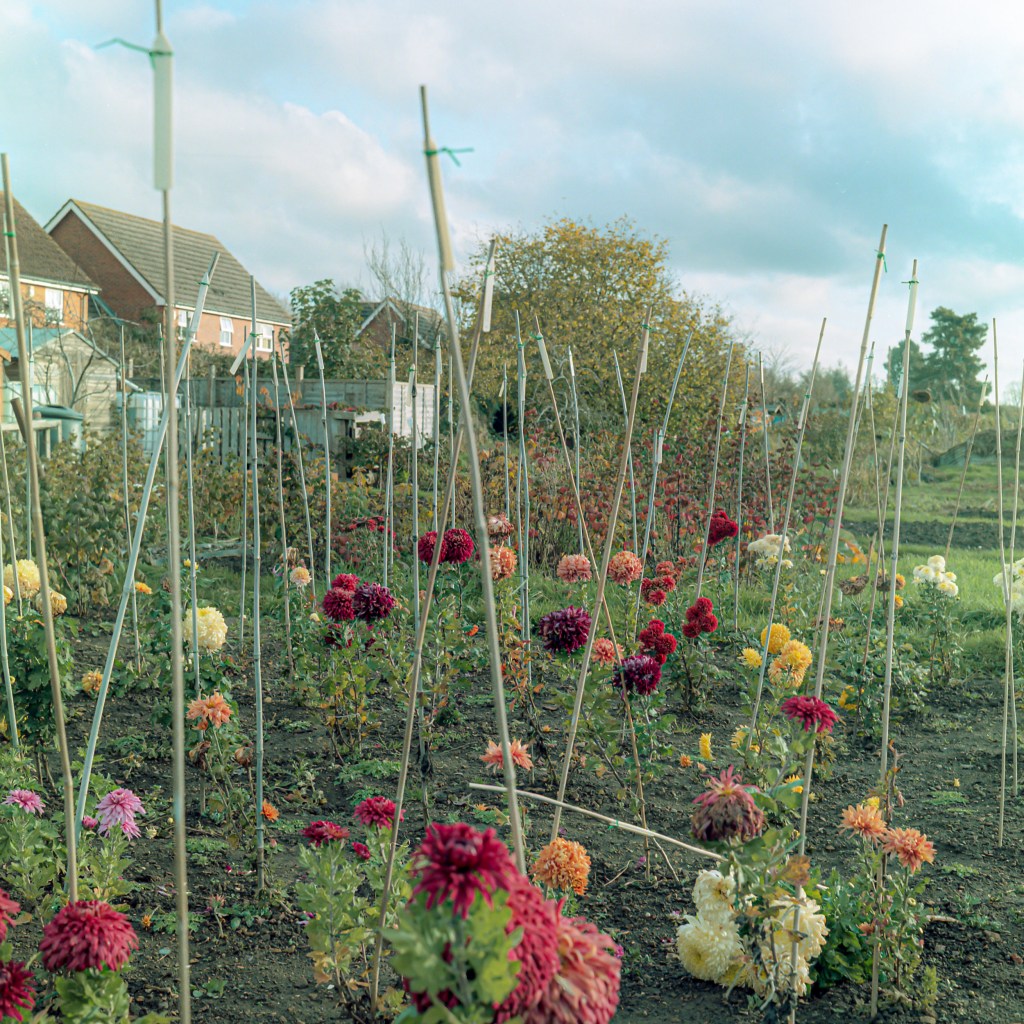 allotments, landscape, photography, space, mental health