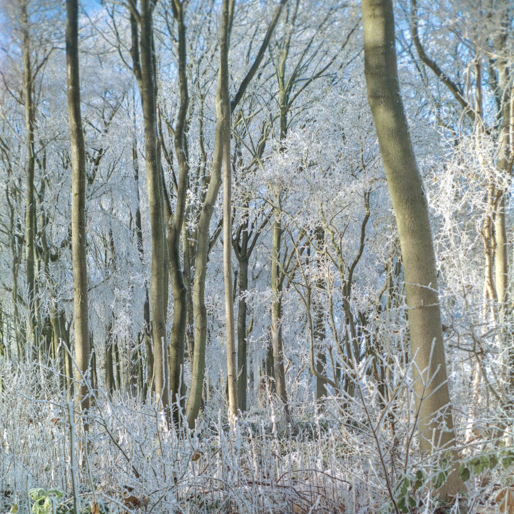 cyanotype, photographer, artist, kodak, box brownie, film photography, landscape