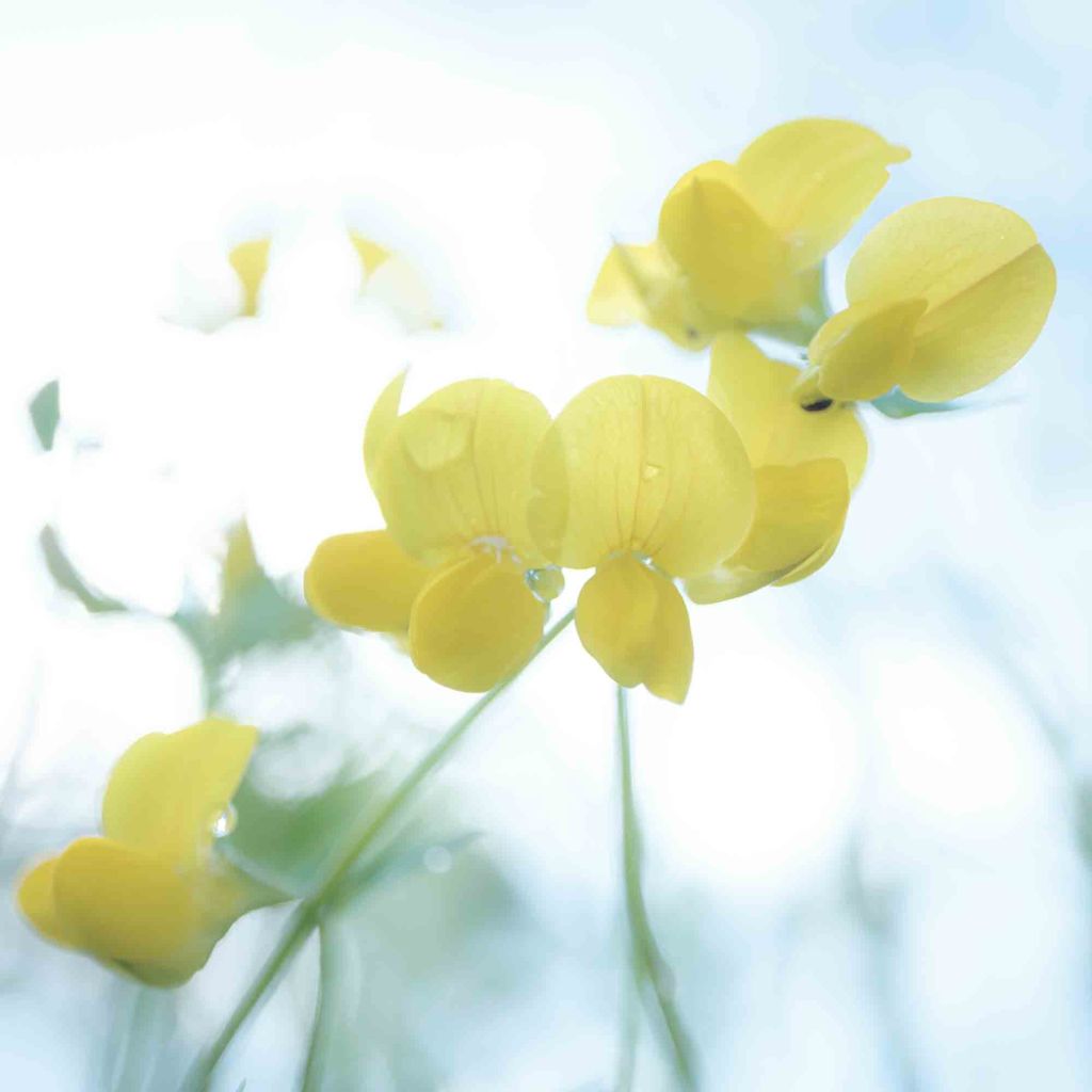 British wild flower photography