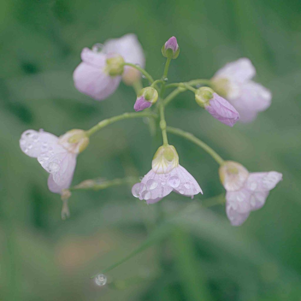 British wild flower photography