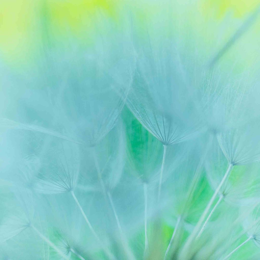 British wild flower photography