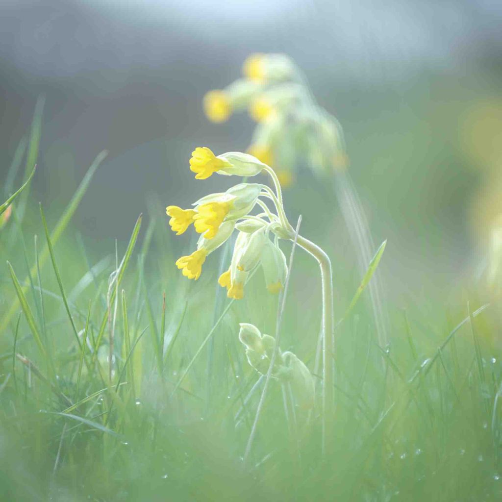British wild flower photography