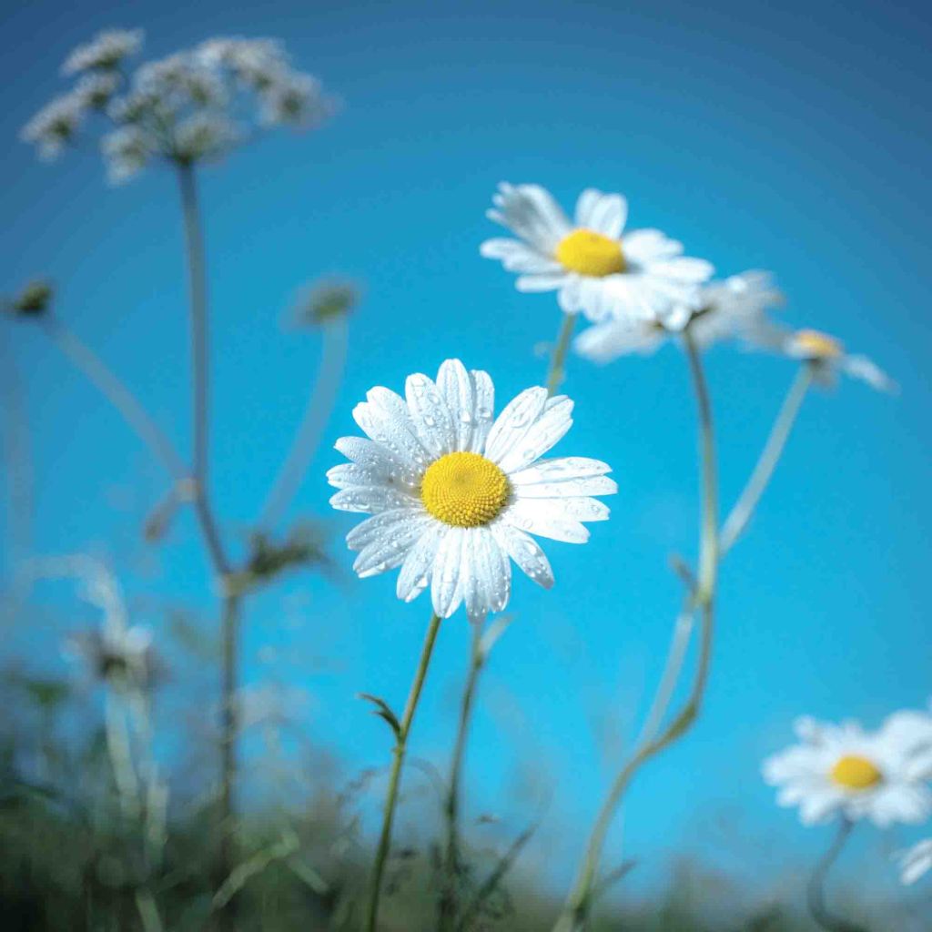 British wild flower photography