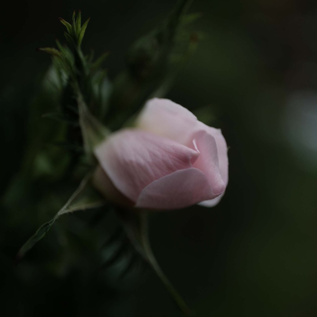 British wild flower photography