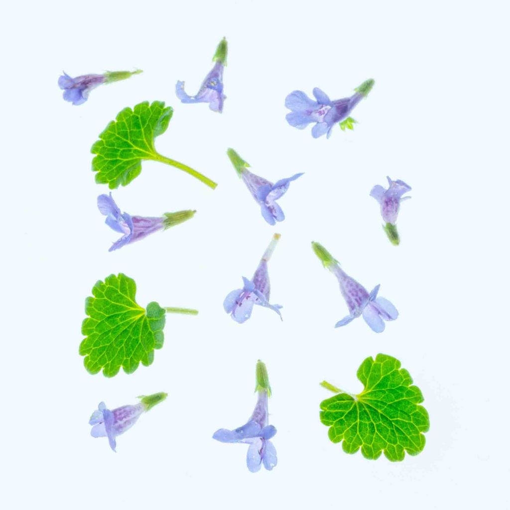 British wild flower photography