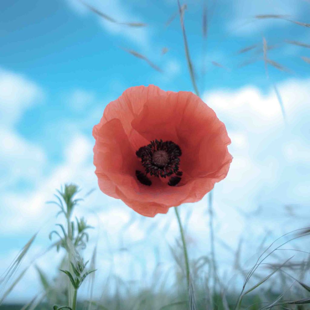 British wild flower photography