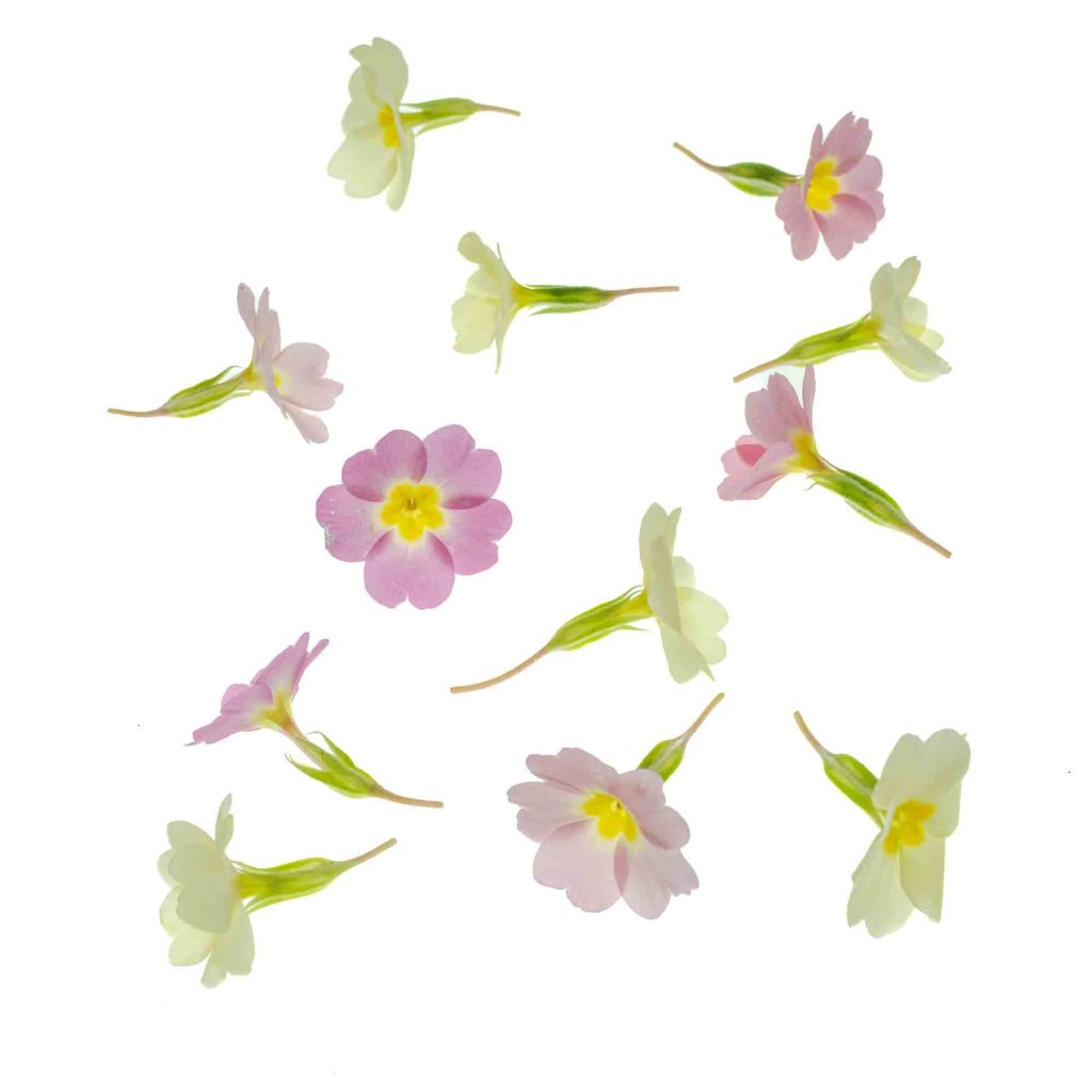 British wild flower photography