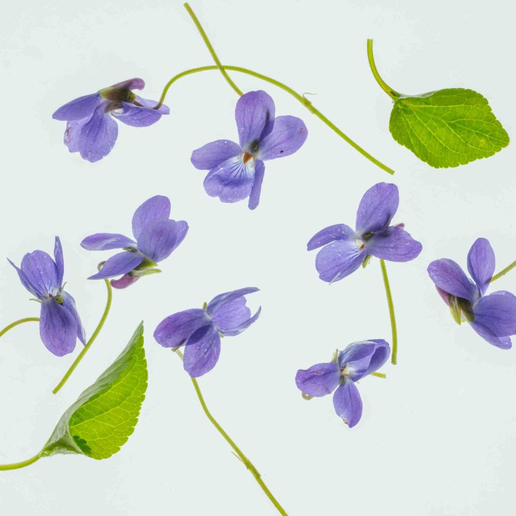 British wild flower photography